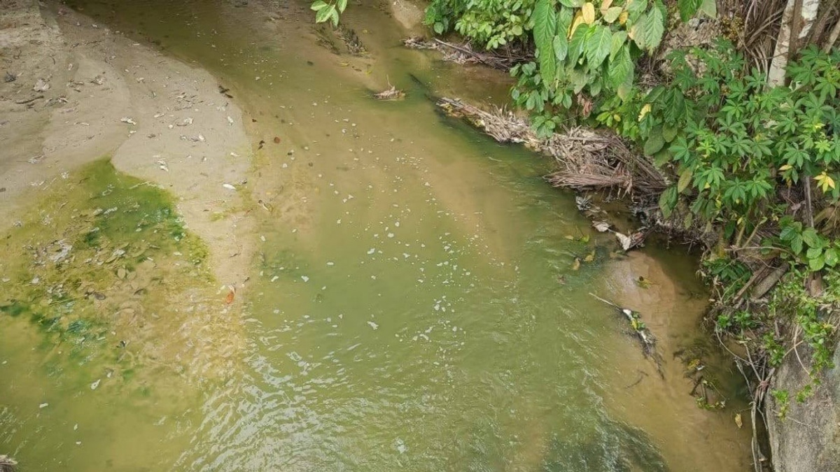 Negeri Sembilan Fisheries Department Rules Out Pollution as Pertang River Turns Green