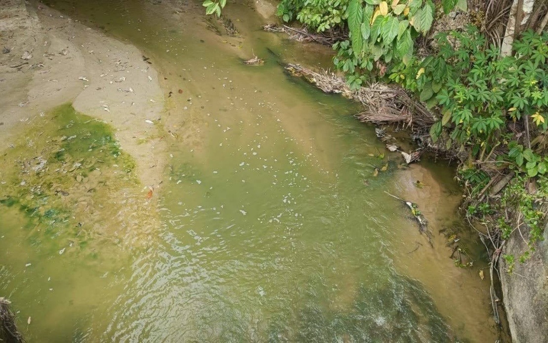 Negeri Sembilan Fisheries Department Rules Out Pollution as Pertang River Turns Green