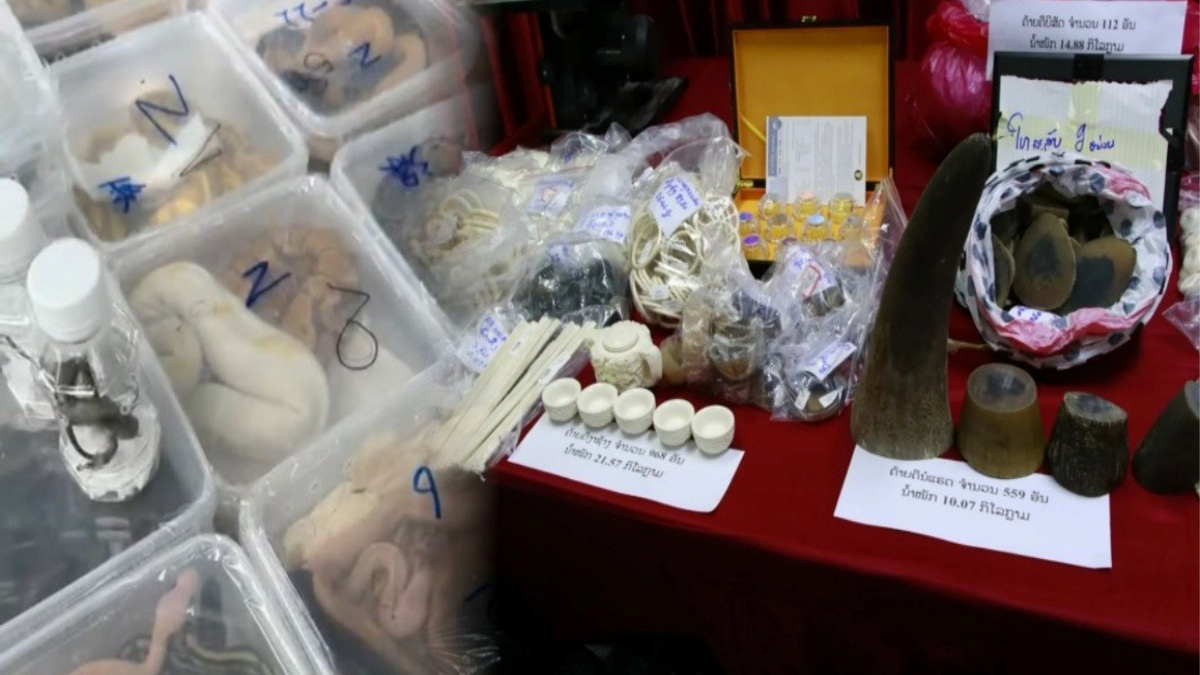 Laos Breaks Up Major Wildlife Trafficking Network, Rescues Nearly 300 Animals