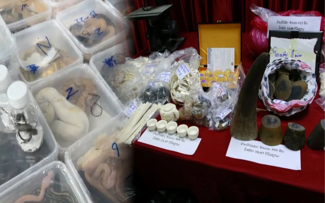 Laos Breaks Up Major Wildlife Trafficking Network, Rescues Nearly 300 Animals